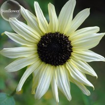 Small Talian White Sunflower 15 Seeds Annual Flowers E3767 Fresh Gardening USA S - £7.09 GBP