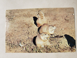 Vintage Postcard - Praire Dogs Wind Cave National Park - Rushmore News - £11.74 GBP