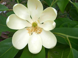 12 Moon Glow Sweet Bay Magnolia Seeds Magnolia Virginiana Jim Wilson Fresh Seeds - $14.40