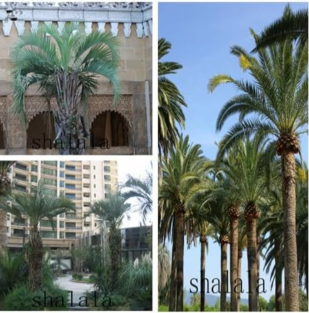 Sago Palm Tree Butia Capitata Seed Color:2 - $9.99