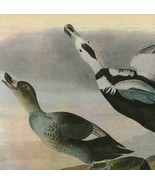 Labrador Duck Bird 1946 Color Plate Print John James Audubon Nature DWV2A - $39.99