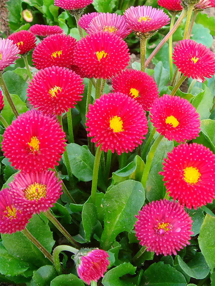 Red Mid Dual Daisy - 2000 Seeds - elegant red and white double blooms - £14.13 GBP