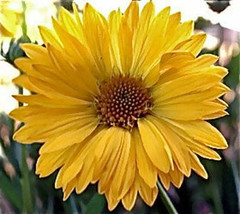 FREE SHIPPING Gaillardia Aristata Aurea Pura Blanket Flower 100 Seeds - £14.15 GBP