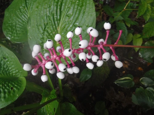THJAR Actaea pachypoda, White baneberry, doll&#39;s eye  perennial 5 seed - €5,13 EUR