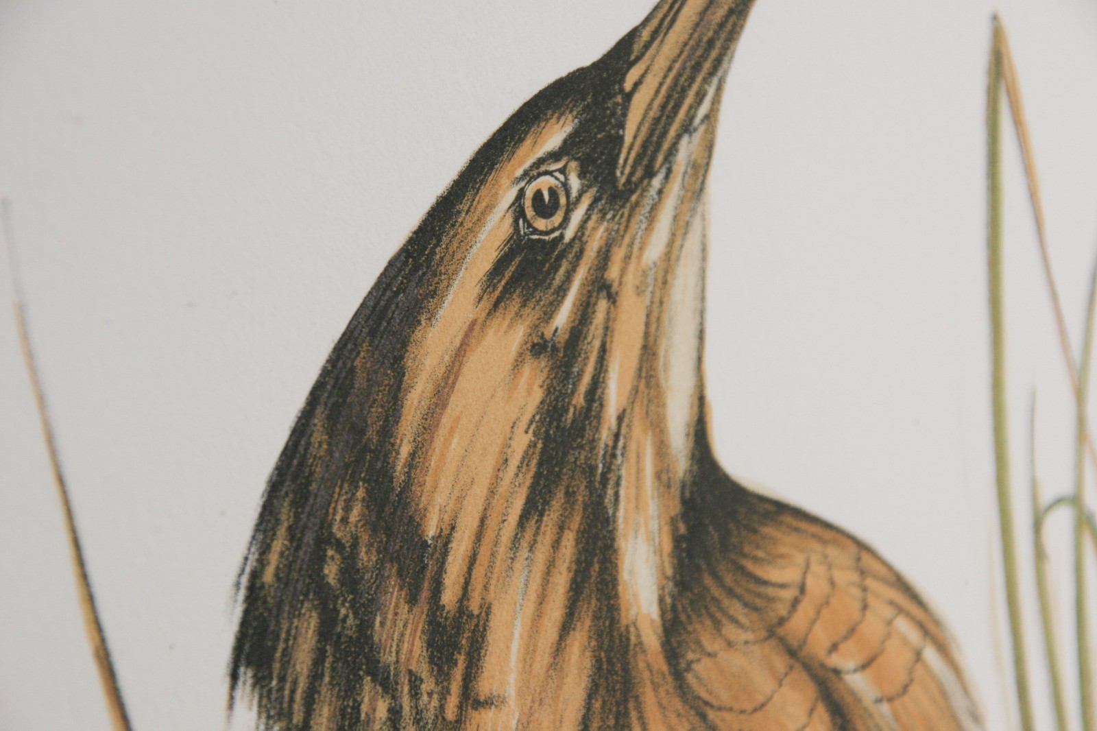 "Spangled Bittern" by Jerome Trolliet Lithograph on Paper Penn Prints 1973 26x20 Item image 2
