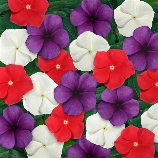 Vinca Seeds Vinca Tattoo American Pie Mix Seeds 25 Seeds Garden - £10.81 GBP