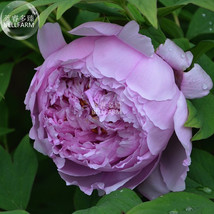 Peony Purple European Rose-typed Flower Seeds big blooms light fragrant home gar - £2.70 GBP