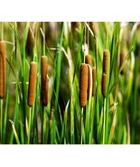 CATTAIL ( TYPHA LOTIFOLIA) Aquatic Pond Live Plant FREE SHIPPING! - $399.35 MXN