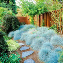 200 Seeds Blue Fescue Grass Bonsais Festuca Glauca Hardy Ornamental Grass So Gar - $10.90