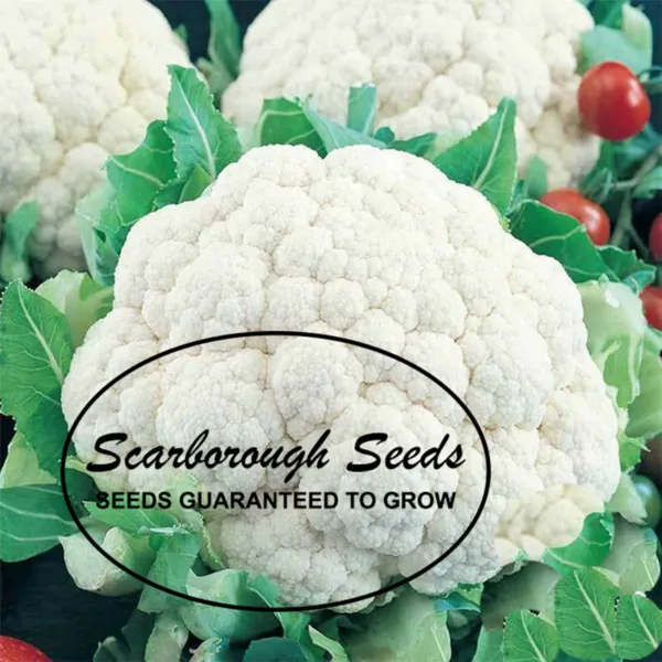 Scarborough Seeds Snowball Cauliflower 100 Seeds Heirloom Non Gmo Garden Seeds - £7.15 GBP