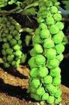 Grow In US Brussel Sprout Seed Churchill Heirloom Non Gmo 50 Seeds Sprouts - £7.21 GBP