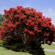 Red Rocket Crepe Myrtle Tree (Lagerstroemia Indica &#39;Red Rocket&#39;) Seeds USA SELLE - £10.97 GBP