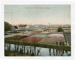Hyacinths in Tulip fields in Hillegom Netherlands Postcard 1905 Hand Col... - $27.72
