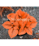 100 PcsBag Beautiful Hosta Plants Perennials Lily Flower Shade Hosta Flo... - £6.21 GBP