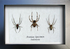 Amazing Set Trio Araneae Real Spiders Framed Entomology Collectible Shadowbox - $89.90