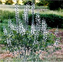 PWO Fresh White Wild Indigo Baptisia Aa Flower Seeds - £2.71 GBP