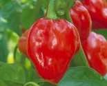 Red Habanero Pepper Seeds 30 Caribbean Hot And Spicy Non-Gmo Fast Shipping - £7.22 GBP