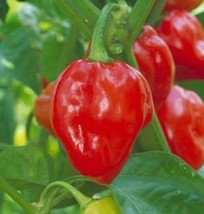 Red Habanero Pepper Seeds 30 Caribbean Hot And Spicy Non-Gmo Fast Shipping - £7.10 GBP