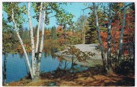 Ontario Postcard Birch Trees Autumn Lake - £2.32 GBP