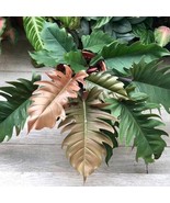 Philodendron Pluto Choco Empress Starter Plant 2 Plants Fresh Garden - $91.59 CAD
