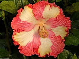 20 pcs Red Yellow Hibiscus Seed Flower Seed Perennial - £9.44 GBP