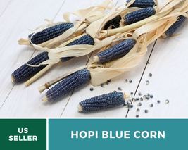 30 Corn Hopi Blue Seeds Zea mays Heirloom Vegetable Open Pollinated Non-GMO - £15.73 GBP