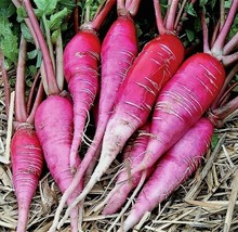 US Seller 1 Oz China Rose Radish Seeds Organic Sprouting Microgreens Vegetable - £10.54 GBP