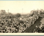 Hydrangeas Flower Garden Nantucket MA H Marshall Gardiner UNP DB postcar... - $15.37