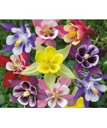 COLUMBINE MCKANA MIX FRESH  50 SEEDS - $12.44 CAD