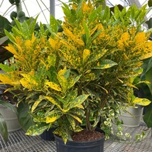 Gold Dust Croton Live Cuttings Codiaeum Variegatum Natural Indoor Outdoo... - $356.00 MXN+