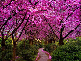 Cercis Siliquastrum Judas Tree Seeds Garden Fresh USA Shipping - $13.97