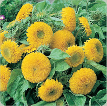 Sunflower Seeds Teddy Bear 50 Annual Sungold Dwarf FlowerFrom US  - £6.63 GBP