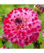 25 Seniors Dream Dahlia Perennial Flowers Seeds Flowering Bloom US Fast ... - $8.98