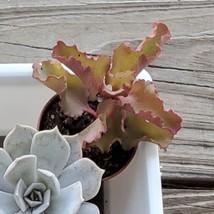 Kalanchoe Succulent, Krinkle Red Kalanchoe, Kalanchoe Blossfeldiana, 2 inch image 3