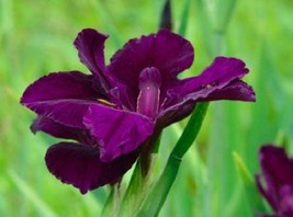 Full Eclipse-Louisiana Iris native American wildflower - Live STARTER Plant-Velv - £13.89 GBP