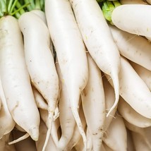 Fresh Seeds USA Seller Japanese Minowase Daikon Radish 25 Seeds - $5.18