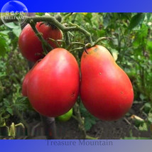 Heirloom Ukraine Red Peal Tomato Seeds, professional pack, 100 Seeds TS290T - £5.49 GBP