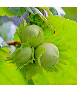 Corylus Avellana European Hazel Nut Tree Seeds Nuts Beautiful Foliage Fa... - $47.52 CAD