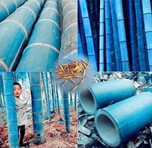 Chinese Blue Bamboo MOSO 20PCS Seeds Huge - £11.78 GBP