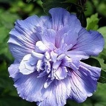 50 Pcs Purple Double Rose of Sharon Flower Seeds #MNSB - £13.57 GBP