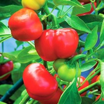 US Seller Pimento Pepper Pimiento Red Cherry Mild Bell Sweet Vegetable New Fresh - £6.47 GBP