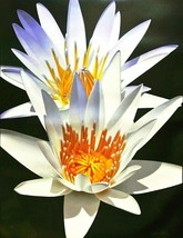 Brian Davis-&quot;Water Lily Duet&quot;-Limited Edition Giclee/Canvas/Hand Signed/COA - $519.00