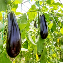Organic Brinjal Improved PPL Eggplant Seeds in Bulk - 30/120/600 Options, High Y - £5.59 GBP