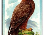 The Golden Eagle Raphael Tuck Birds Series 402 1910 DB Postcard P21 - $6.88