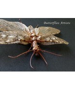 Dobson Fly Corydalus Texanus XL Monster Insect Real Framed Entomology Sh... - $148.04 CAD