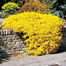 60 Yellow Alyssum Perennial Flower Seeds  Ground Cover From US - $9.49