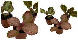 USA Seller - Episcia Flame Violet Variety Pack 3 Plants in 2&quot; Pots - $50.98