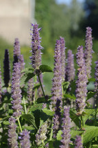 Grow In US Anise Hyssop Anise Hyssop Herb Licorice Scented Foliage 640 Seeds - £5.58 GBP
