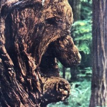 Old Man Burl California Giant Sequoia Tree Redwoods Vintage Postcard - £9.33 GBP