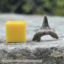 British Fossil Shark Tooth - Eocene London Clay, Harwich, Essex, UK | 100% - $10.75